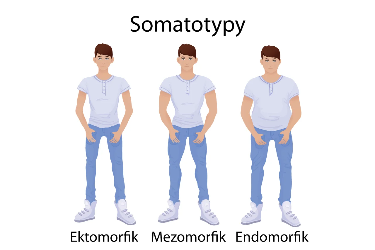 Ektomorfik, endomorfik, mezomorfik - dieta w różnych rodzajach somatotypów